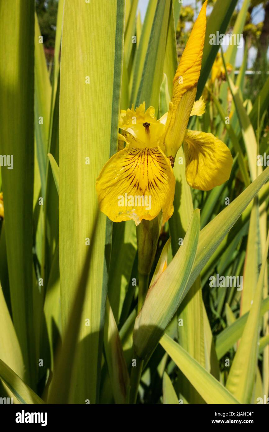Iris giallo, Iris Pseudacorus perenne, pianta erbacea. Noto anche come flag acqua o flag giallo Foto Stock