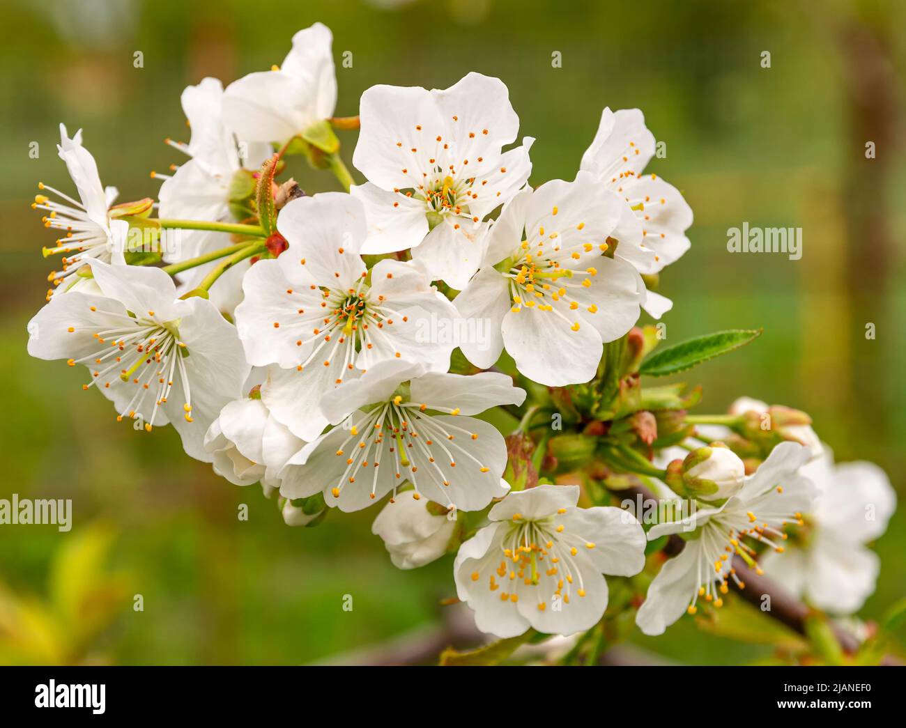 Un ramo di un ciliegio con fiori bianchi fioriti Foto Stock