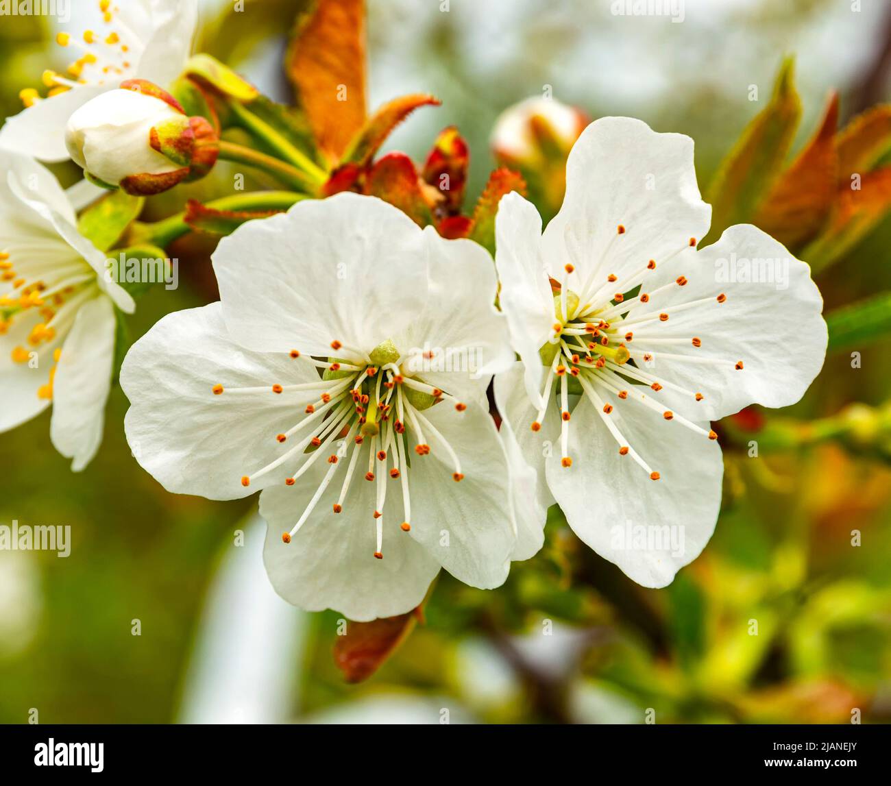 Fiori in fiore su un ramo di ciliegia Foto Stock