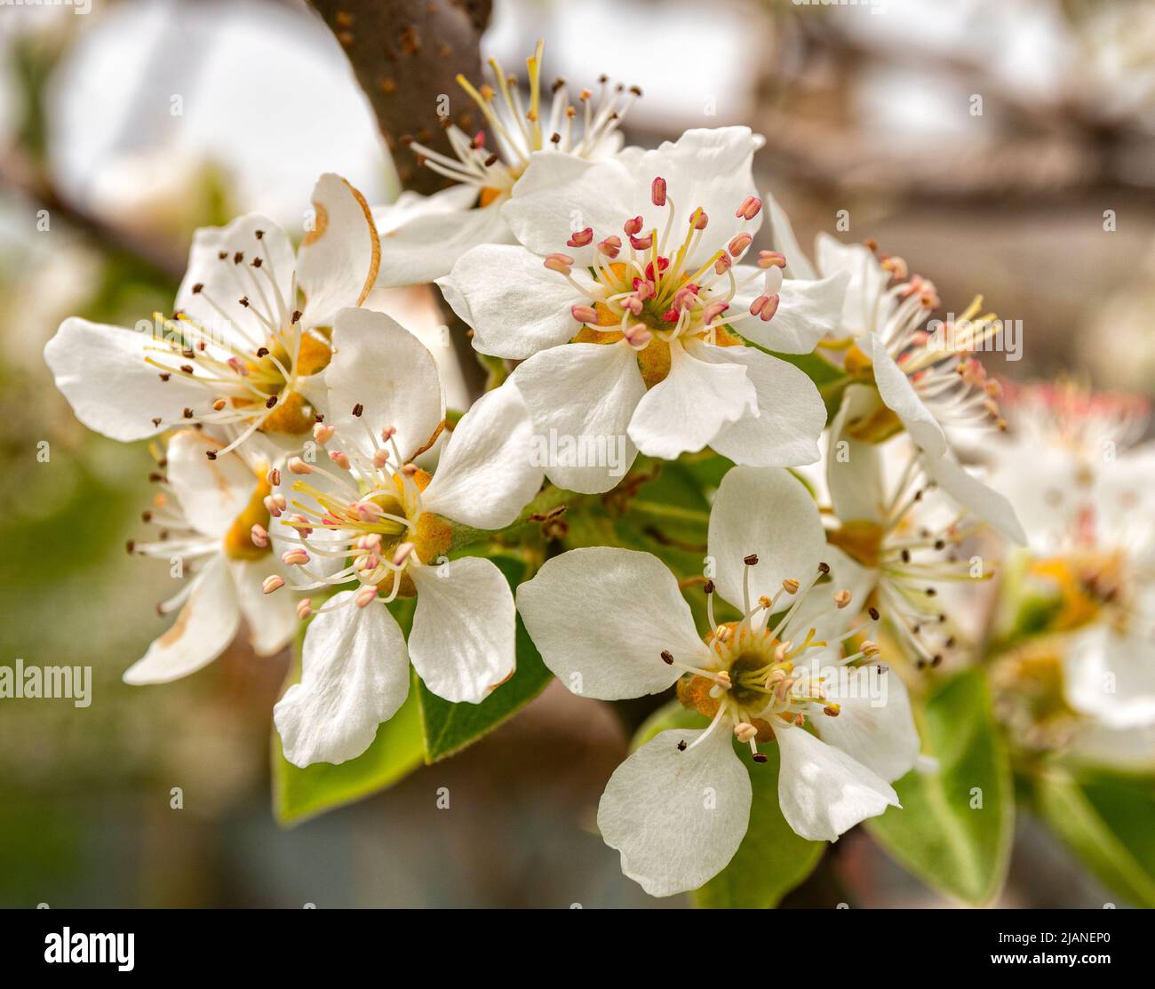 Fiori in fiore su un albero di Pere Foto Stock