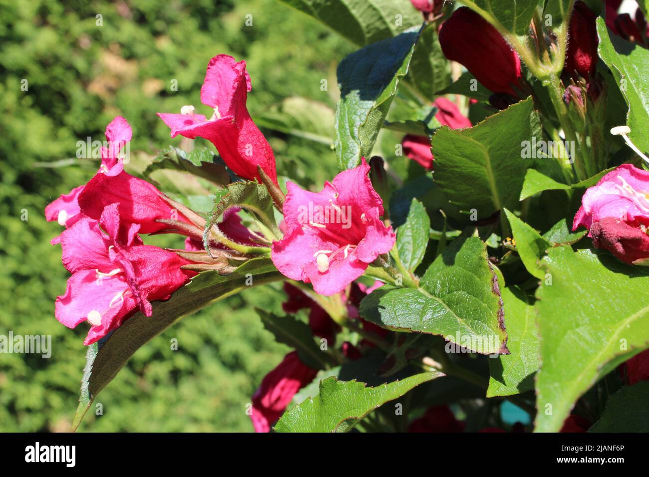 blühende rote, rubinrote Weigelien 'Bristol Ruby' (Weigela, Weigelia
