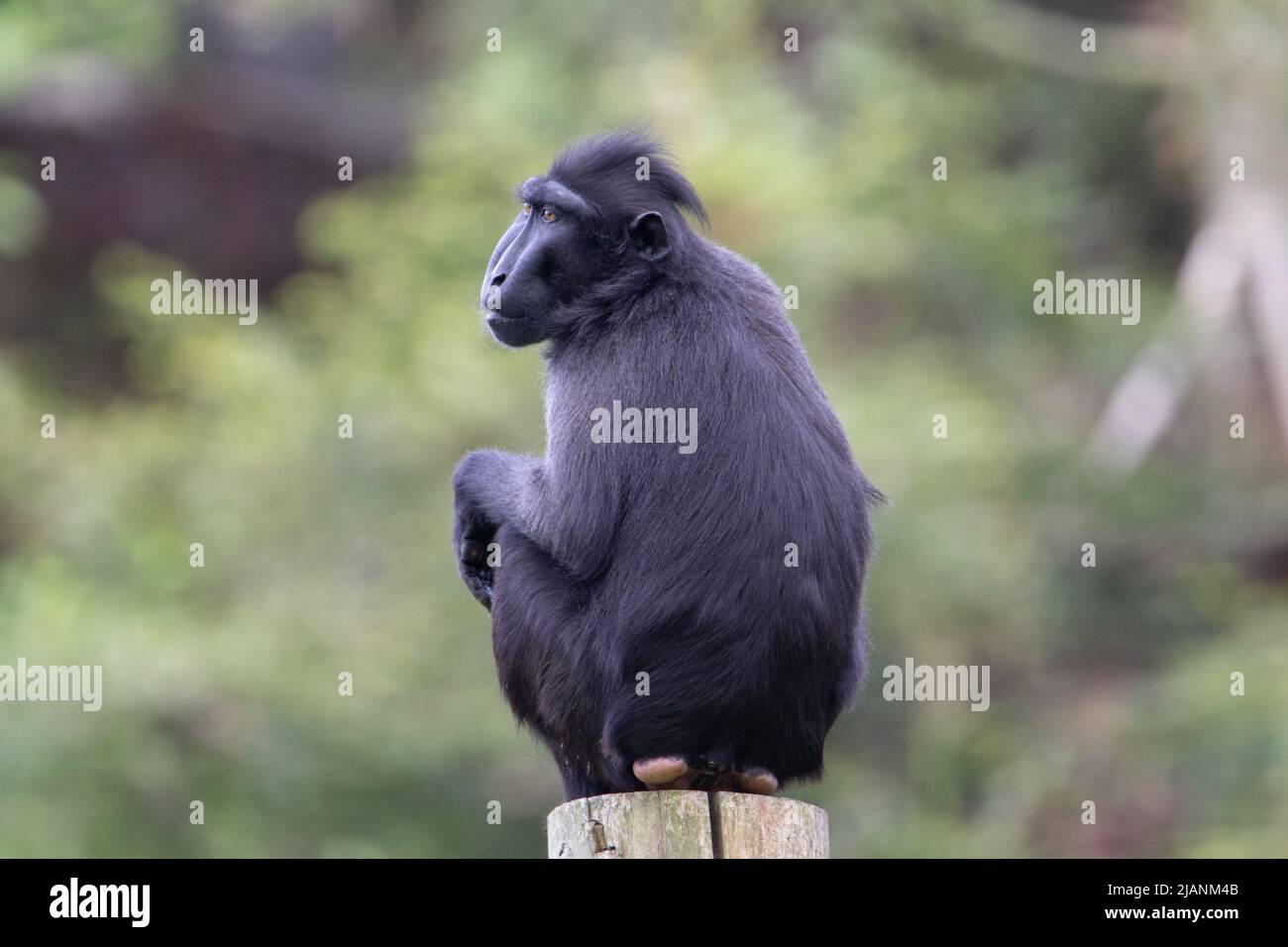 Macaco cremoso Sulawesi (Macaca nigra) vista posteriore di un macaco cremoso Sulawesi con sfondo verde naturale Foto Stock