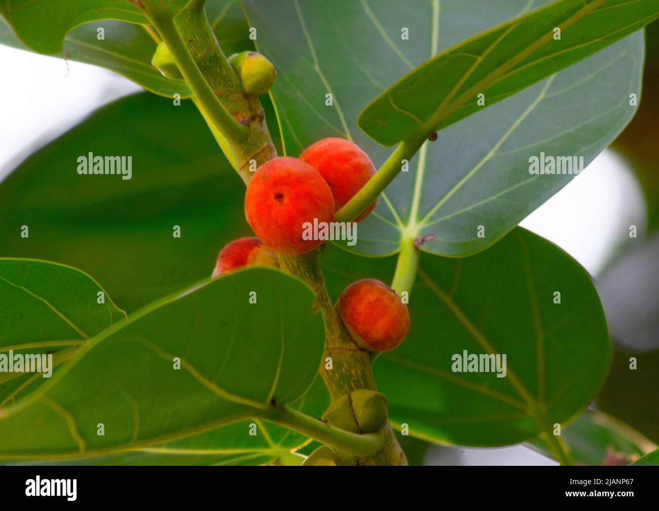 Frutti di un albero di Banyan Foto Stock