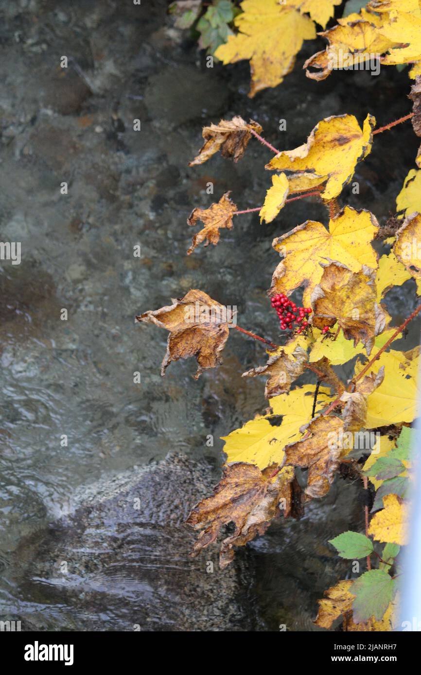 acqua che scorre in un torrente incorniciato a destra con foglie in giallo caduta Foto Stock