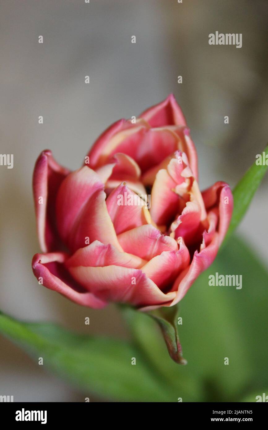 Tulipano rosa terry Foto Stock