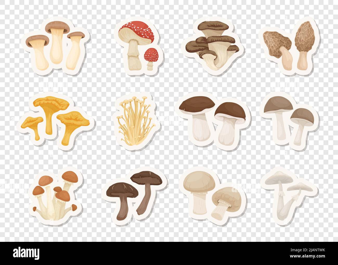 Vector funghi commestibili e velenosi Inedibili. Adesivi con funghi cartoni disegnati a mano. Diversi funghi isolati. Fly Agaric, Champignon Illustrazione Vettoriale