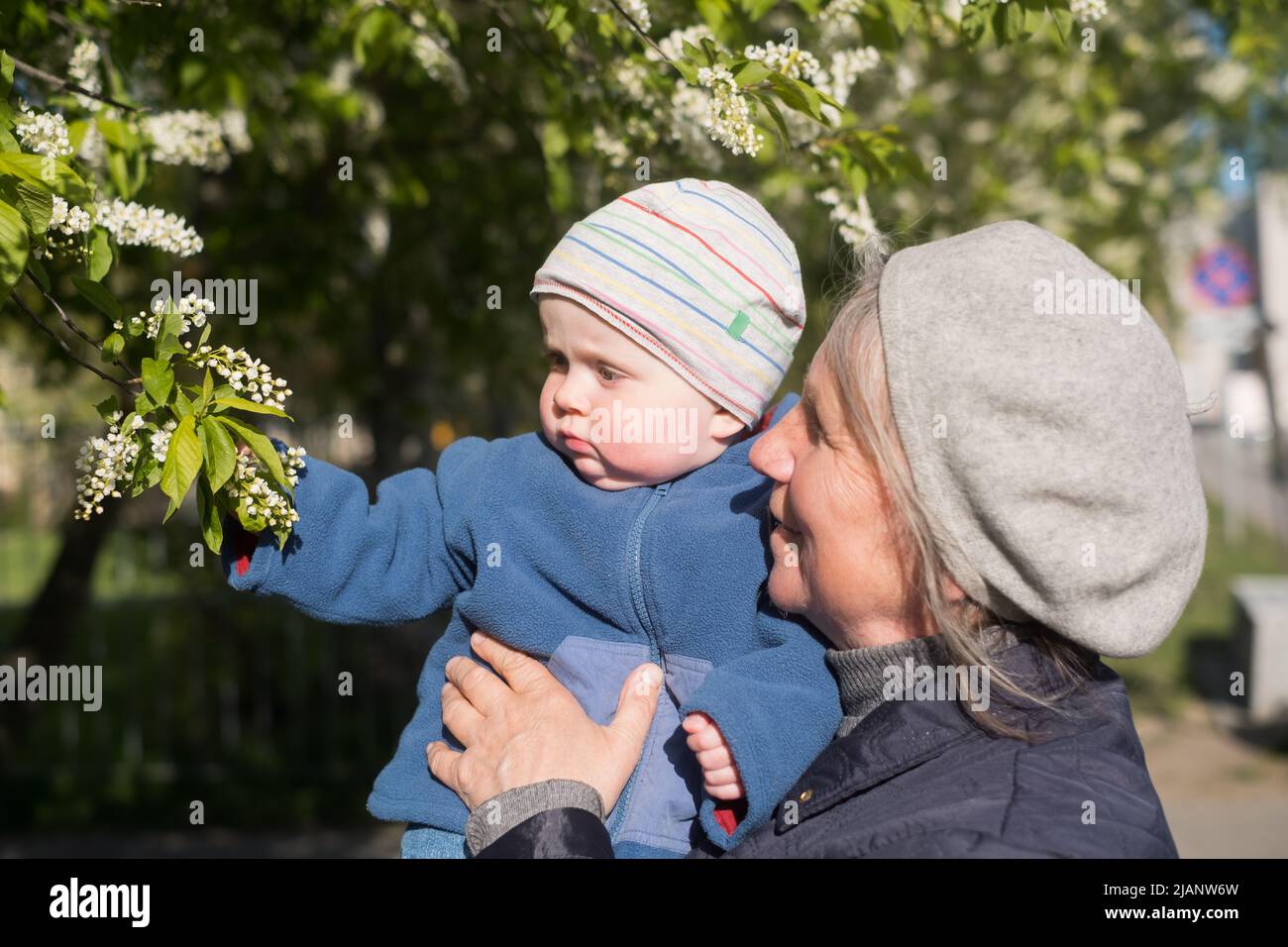 Nonna anziana donna che tiene un bambino di 9 mesi nelle sue braccia che cammina sulla strada in piedi vicino ad albero fiorente. Foto Stock