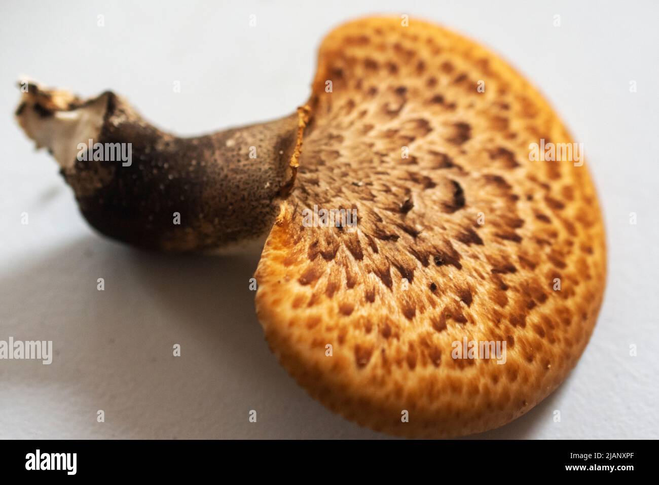 Un giovane fungo posteriore del fagiano è stato selezionato. Seduto su un tavolo bianco. Vista ravvicinata. Foto Stock