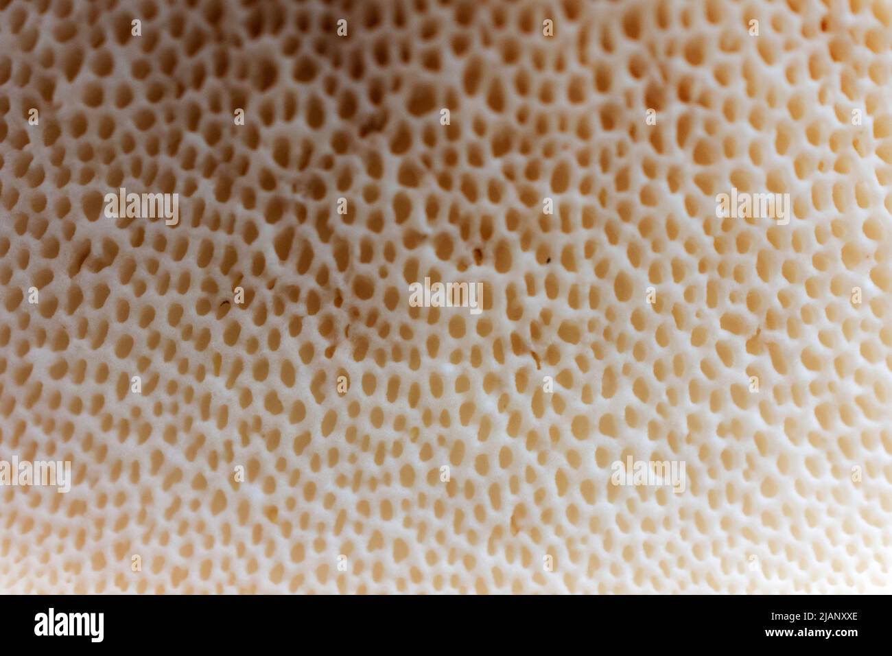 Vista ravvicinata dei pori della parte inferiore di un fungo con supporto di fagiano. Foto Stock