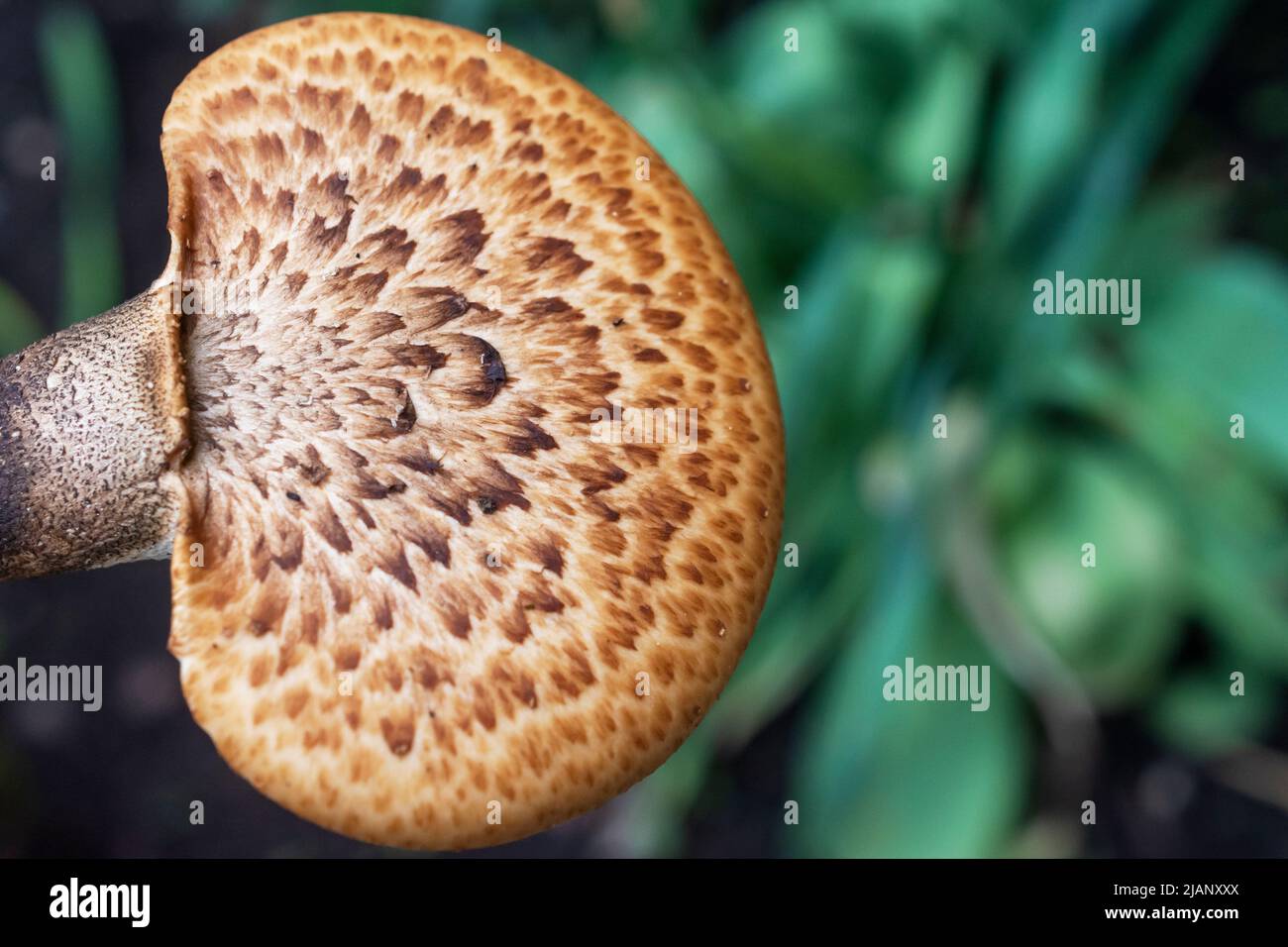 Fungo posteriore fagiano su sfondo verde naturale. Spazio di copia a destra. Foto Stock