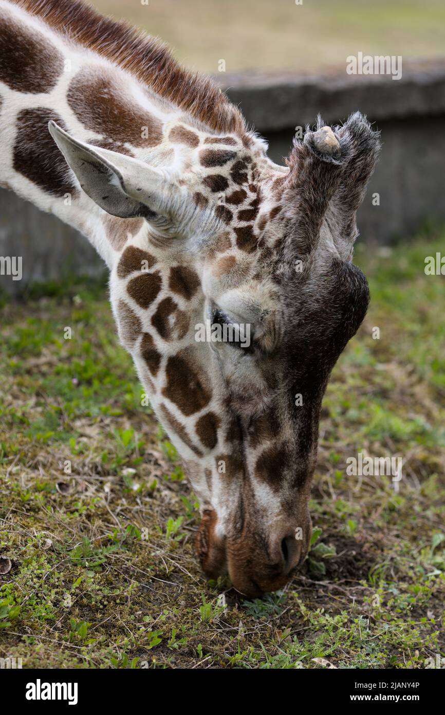 Giraffa nel giardino zoologico di Wrocław, il più antico zoo della Polonia, fotografia ravvicinata. Foto Stock