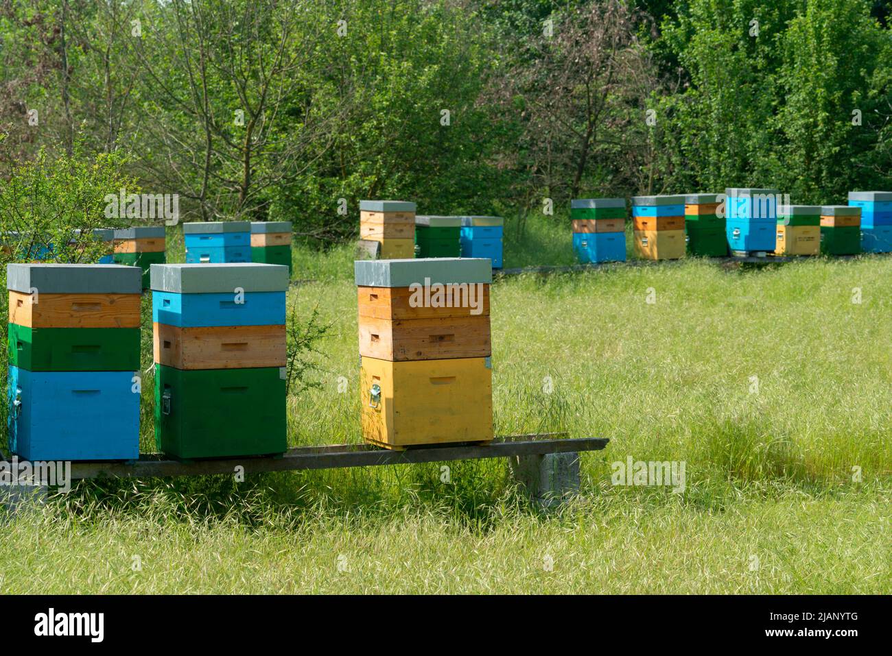 Italia, Lombardia, Campagna della Provincia di Cremona, alveari di api Foto Stock