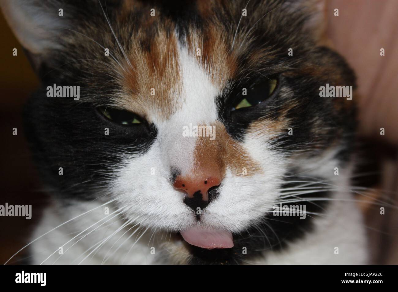 Chat tricolore qui Tire la langue, les yeux plissés Foto Stock