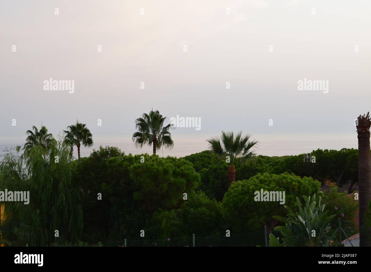 Alberi incredibili nel Regno Unito e in Spagna Foto Stock