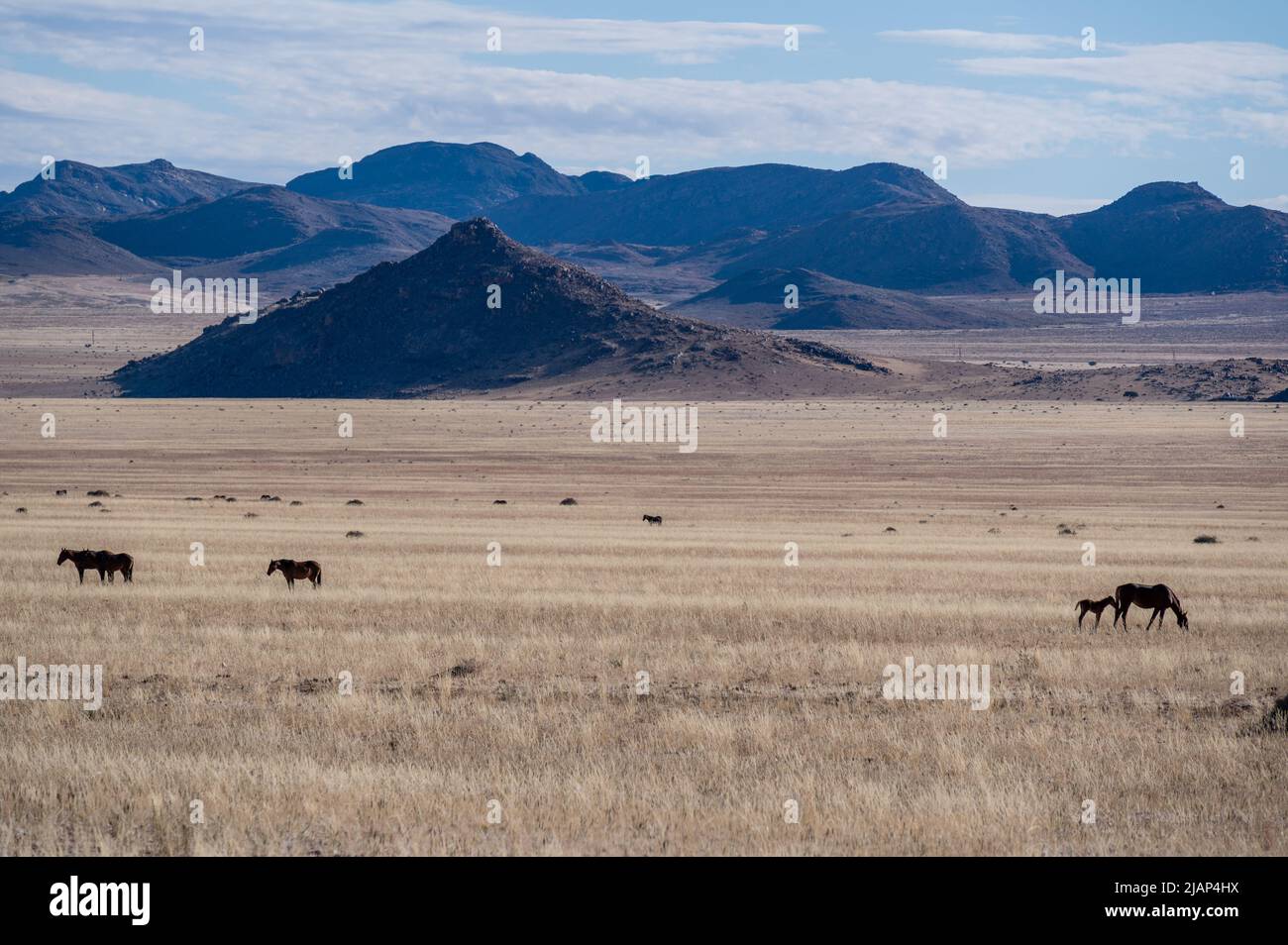 cavalli del deserto di garub nel deserto del namib in namibia Foto Stock
