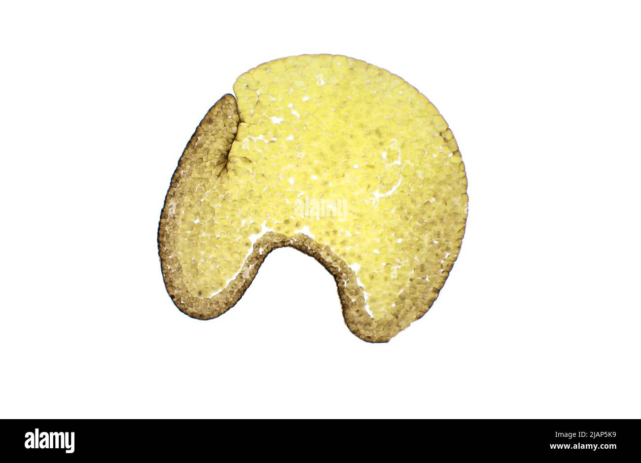 La gastrulazione nella rana. Embrione di rana (Rana), stadio di gastrula, micrografia leggera. La macchia di Van Gieson. Ingrandimento: X40. Foto Stock