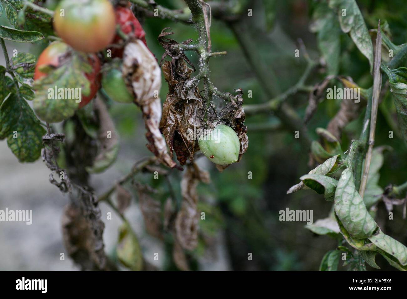 Malattie fungine pericolose dei pomodori, che colpisce i rappresentanti della nightshade in particolare le patate. Questa malattia è causata da organismi patogeni posizione tra funghi e protozoi macchia grigia Foto Stock