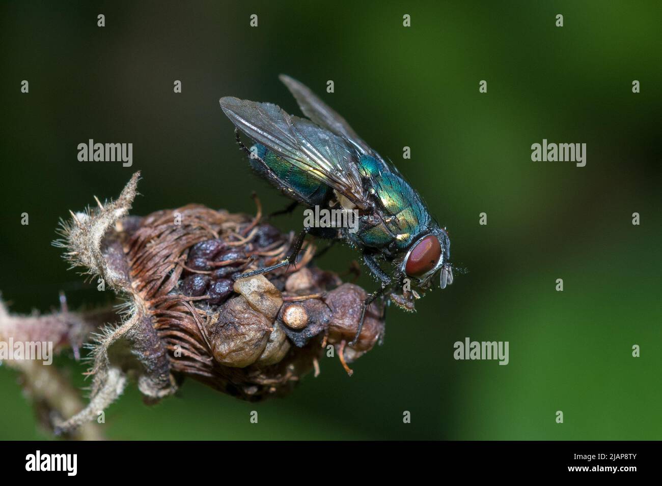 Una bottiglia verde (Lucilia sericata) a riposo su un lampone che sembra un po 'oltre il suo meglio. Preso a Hawthorn Hive, County Durham, Regno Unito Foto Stock