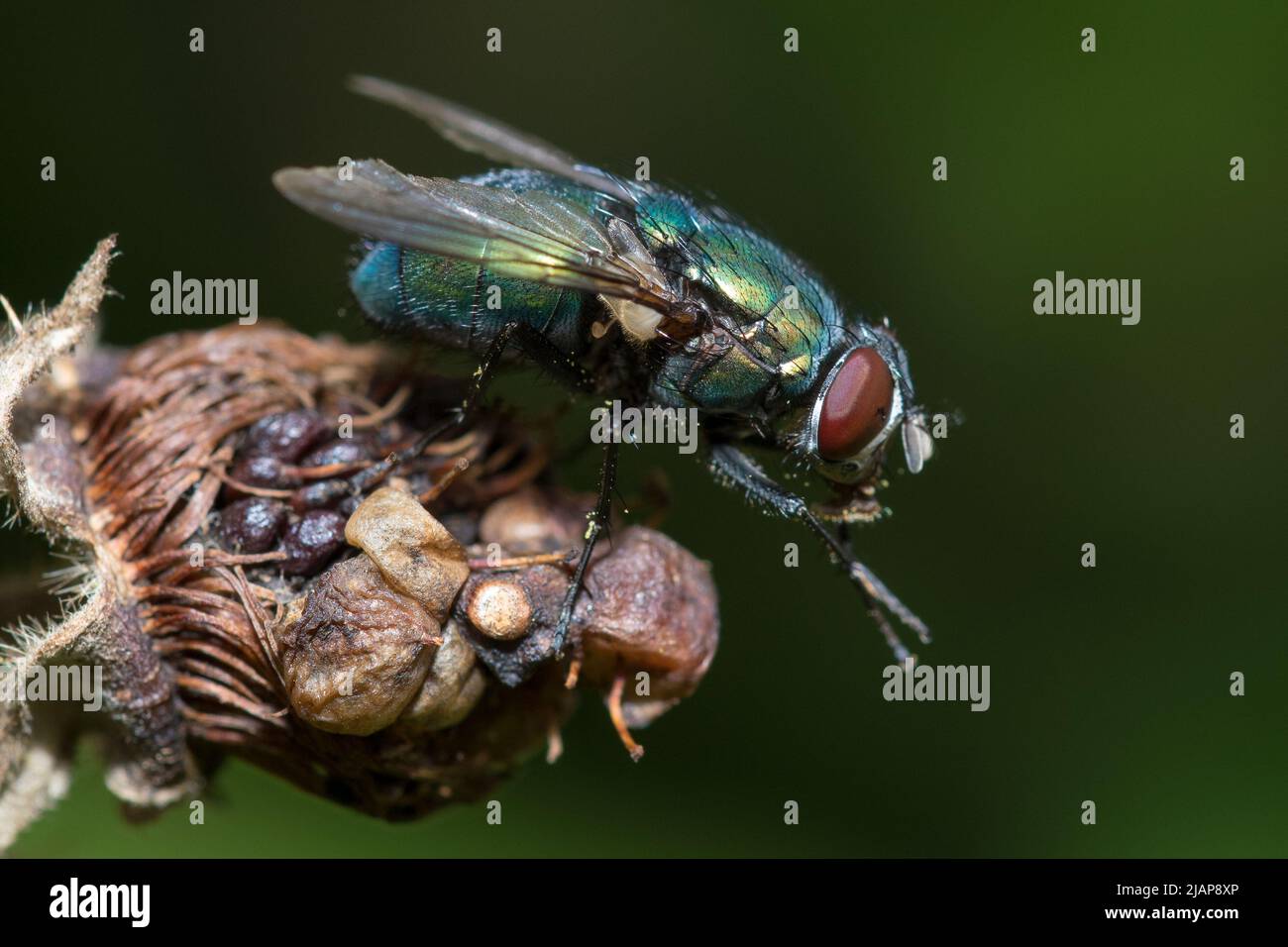 Una bottiglia verde (Lucilia sericata) a riposo su un lampone che sembra un po 'oltre il suo meglio. Preso a Hawthorn Hive, County Durham, Regno Unito Foto Stock