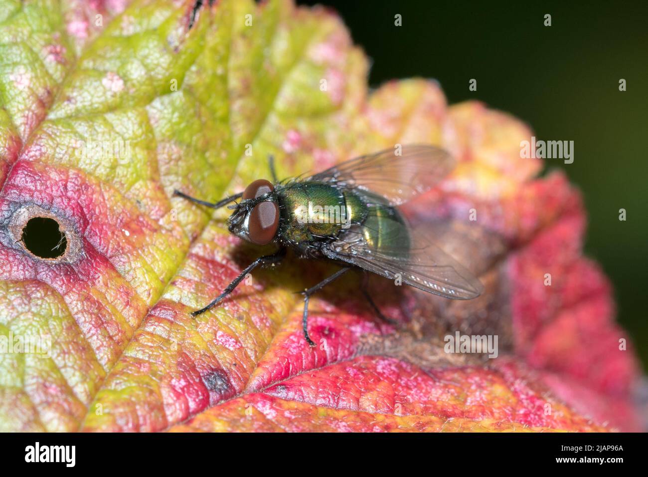 Una bottiglia verde (Lucilia sericata) a riposo su un lampone che sembra un po 'oltre il suo meglio. Preso a Hawthorn Hive, County Durham, Regno Unito Foto Stock