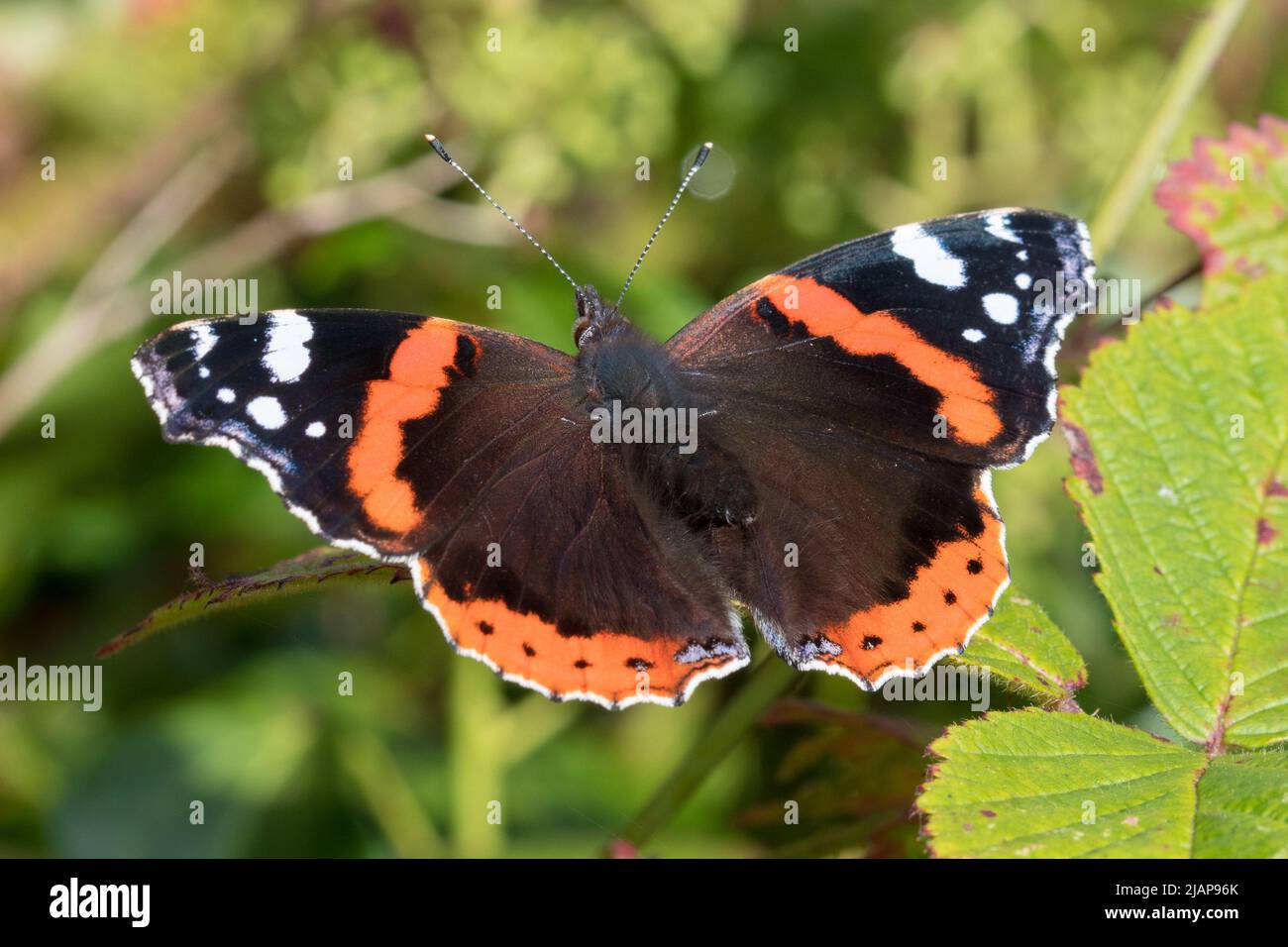 Una farfalla ammiraglia rossa (Vanessa atalanta) poggiata su una foglia. Preso a Hawthorn Hive vicino Seaham, Regno Unito. Foto Stock