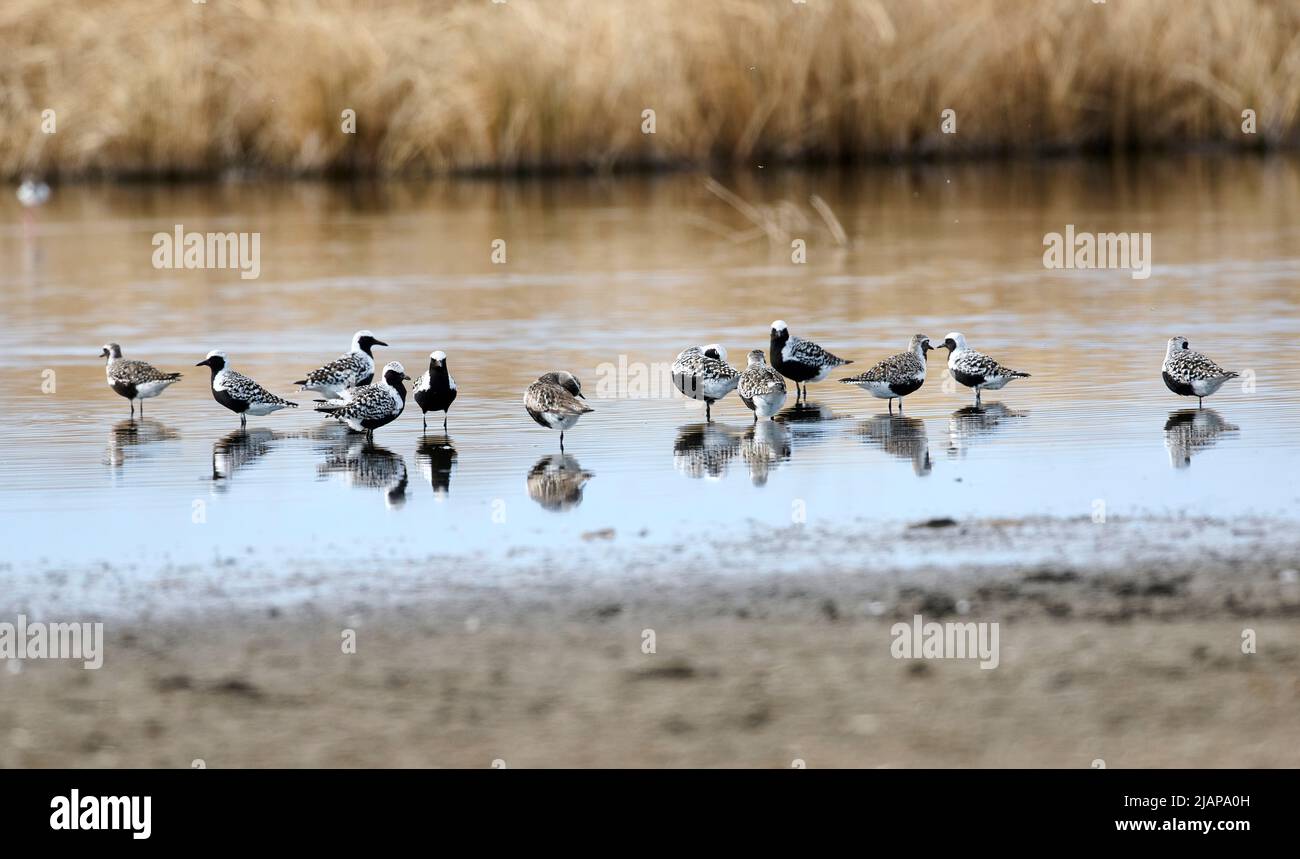 Flock of American Golden Plover (Pluvialis dominica), Frank Lake, Alberta, Canada Foto Stock