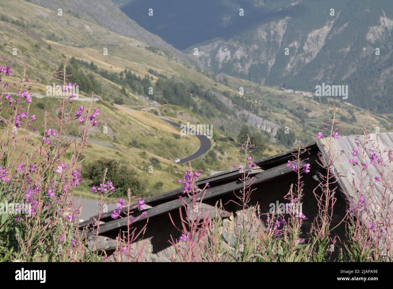 Fleurs de montagne au col de Vars, Alpes de Haute Provence Foto Stock