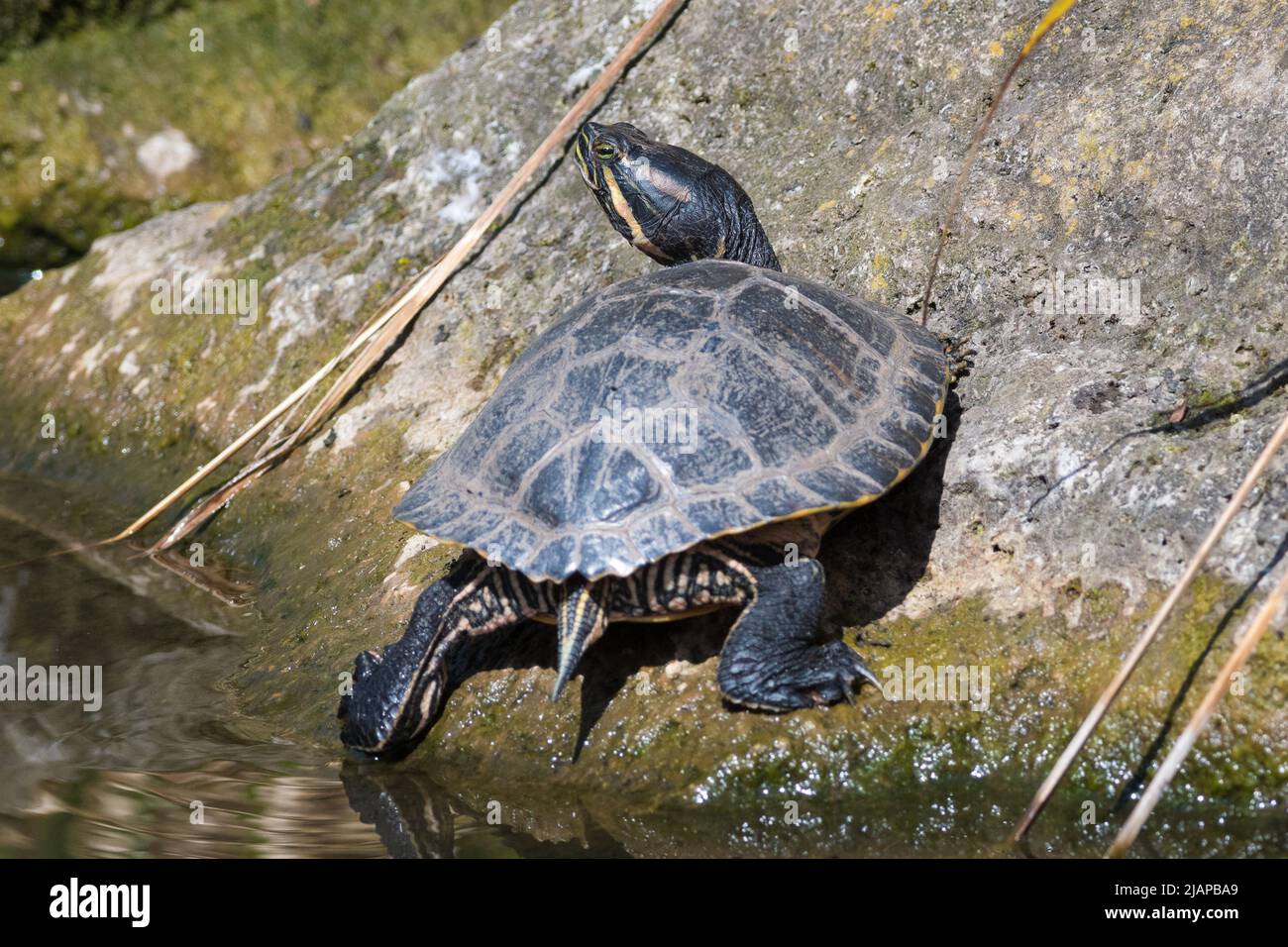 Un terrapin non nativo macchiato in Barnes Park, Sunderland, Regno Unito. Foto Stock