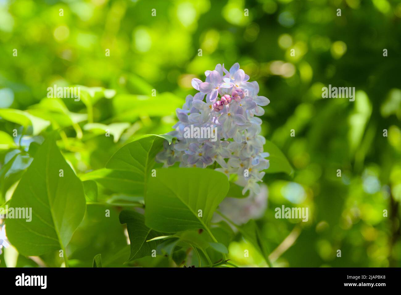 Bella viola pallido fiori di un lilla comune in fiore all'inizio della primavera a Ottawa, Ontario, Canada. Foto Stock