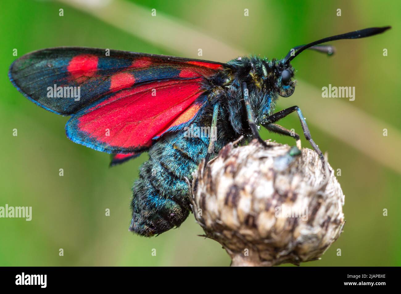 Una falce di burnett (Zygaena sp) poggia su una testa di fiore. Preso a Nose's Point vicino a Seaham, County Durham, Regno Unito. Foto Stock