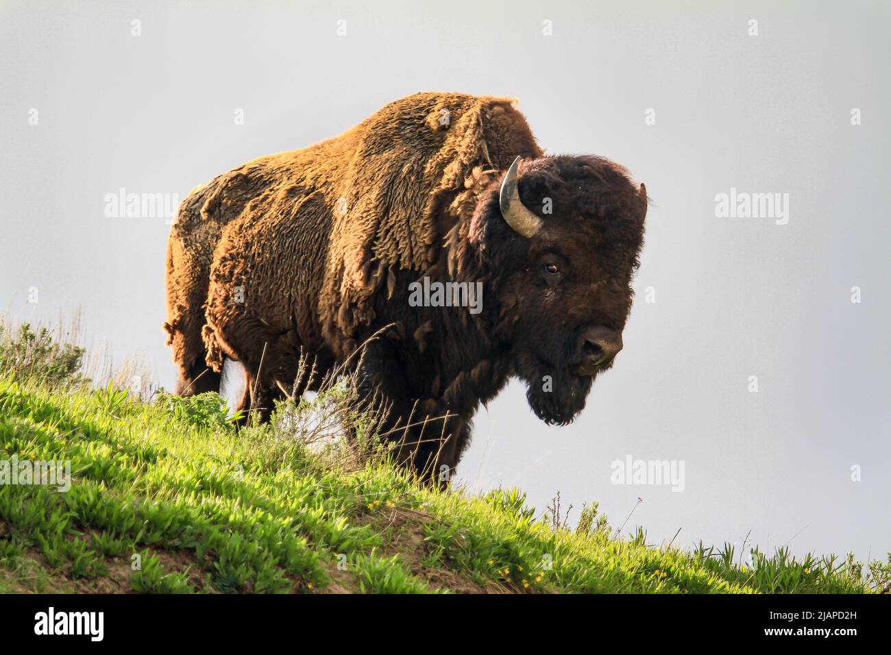 Bisonte, parco nazionale di Yellowstone. Wyoming, Stati Uniti d'America. Yellowstone ospita centinaia di specie animali. Il bisonte americano (bisonte), è una specie di bisonte originaria del Nord America. Bisonti sono spesso chiamati bufalo, anche se questo termine è usato anche per riferirsi ad altri bovini. E' una delle due specie di bisonte esistenti, accanto al bisonte europeo. Una versione unica e ottimizzata di un'immagine NPS, Credit: NPS/D.Restivo Foto Stock