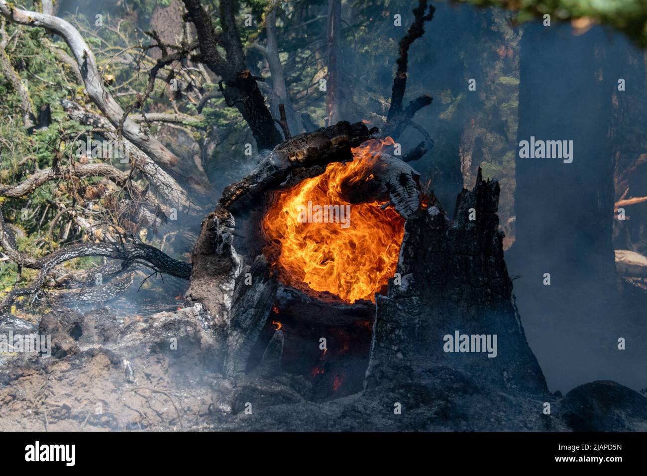 Resti di un tronco di albero in fiamme, Caldor Fire vicino South Lake Tahoe California, Stati Uniti d'America una versione ottimizzata / migliorata di un US National Interagency Fire Center Photo credit: BLM/J.Bradshaw Foto Stock