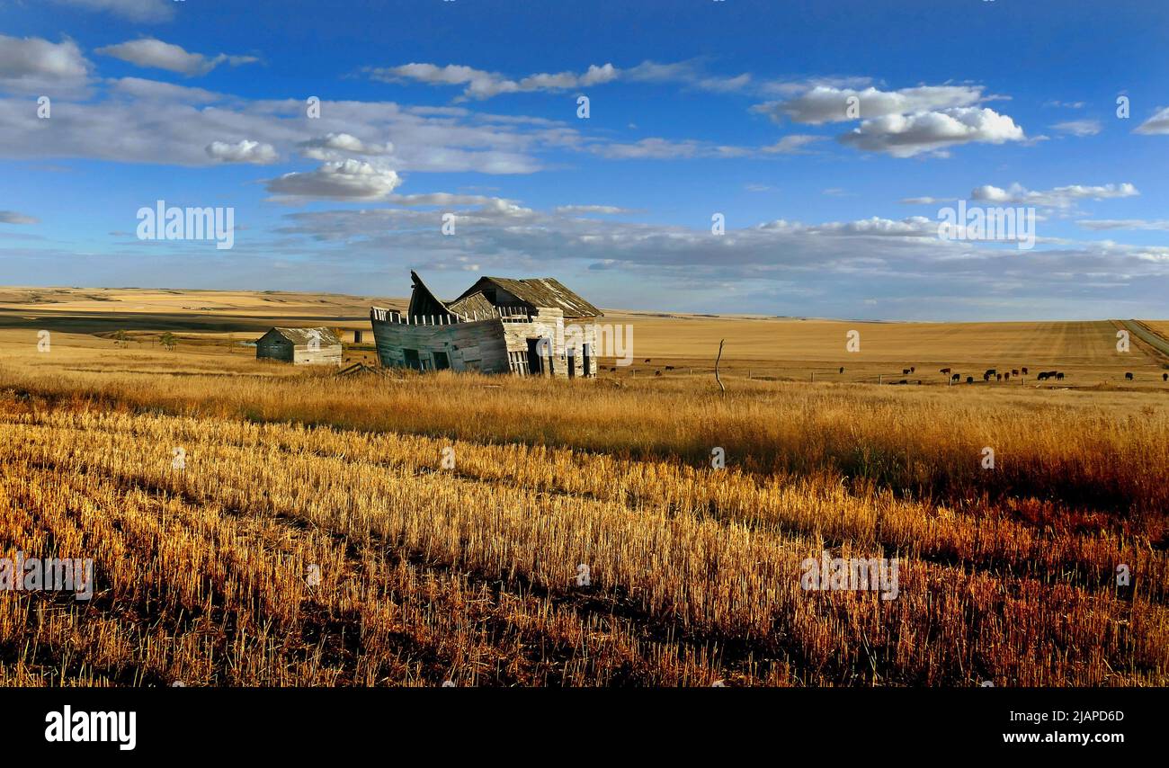 Dilapidated Farm building , Canadian Prairies, Western Canada. I Prari canadesi includono la parte canadese delle grandi pianure e delle Province di Prairie, vale a dire Alberta, Saskatchewan, e Manitoba. Queste province sono parzialmente coperte da praterie, pianure e pianure, per lo più nelle regioni meridionali. Foto Stock