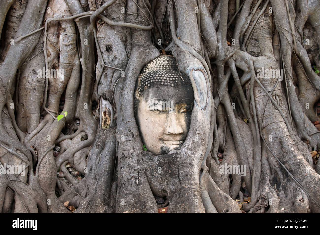 Un capo del Buddha ha ha enbeded in un albero del pipelal al tempiale di Wat Mahathat, parco storico di Ayutthaya, Ayutthaya. Provincia di Ayutthaya, Tailandia. Ficus religiosa o fico sacro è una specie di fico originaria del subcontinente indiano e dell'Indochina che appartiene alla famiglia delle Moraceae, il fico o gelso. È anche noto come albero bodhi, albero pippala, albero di peepal, albero pipeloso o albero di ashvattha (in India e Nepal). Il fico sacro è considerato un significato religioso in tre grandi religioni che hanno avuto origine nel subcontinente indiano: L'Induismo, il Buddismo e il Giainismo. Foto Stock