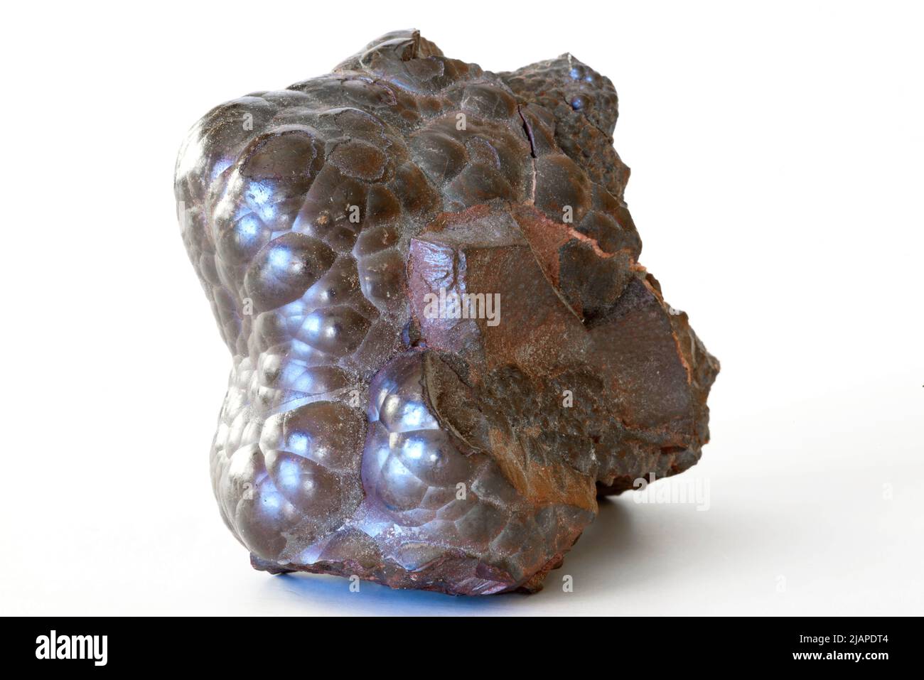 Ematite su sfondo bianco. Ossido di ferro. Noto anche come Kidney ore. Dalla miniera di Beckermet, Egremont, West Cumberland Iron Field, Cumbria, Inghilterra, Regno Unito Foto Stock