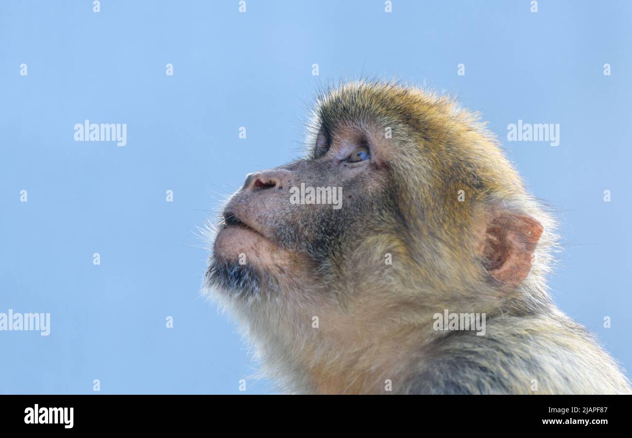 Un'Ape barbarica giovanile che guarda in alto, Gibilterra. Il macaco di Barbaria (Macaca sylvanus), noto anche come ape o magot di Barbaria, è una specie di macaco originaria delle montagne dell'Atlante dell'Algeria e del Marocco Foto Stock