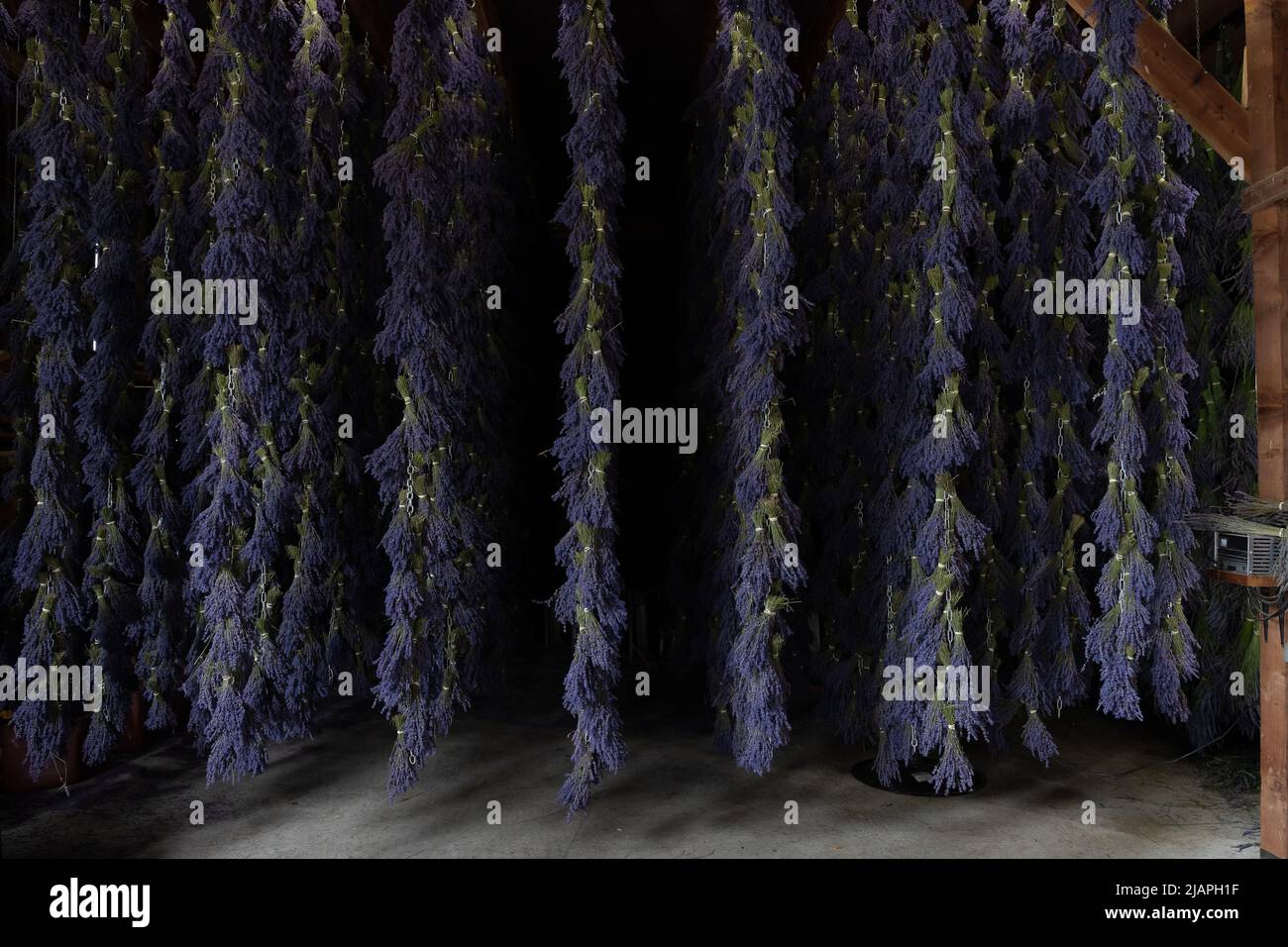 File di mazzi lunghi di lavanda viola che appende ad asciugare Foto Stock