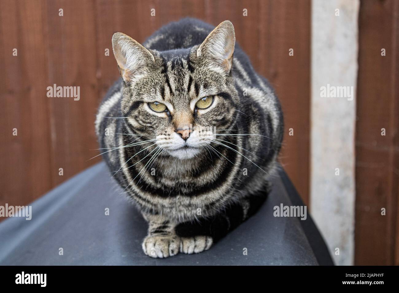 Gatto con occhi verdi che si inaspra profondamente nella fotocamera. Foto Stock
