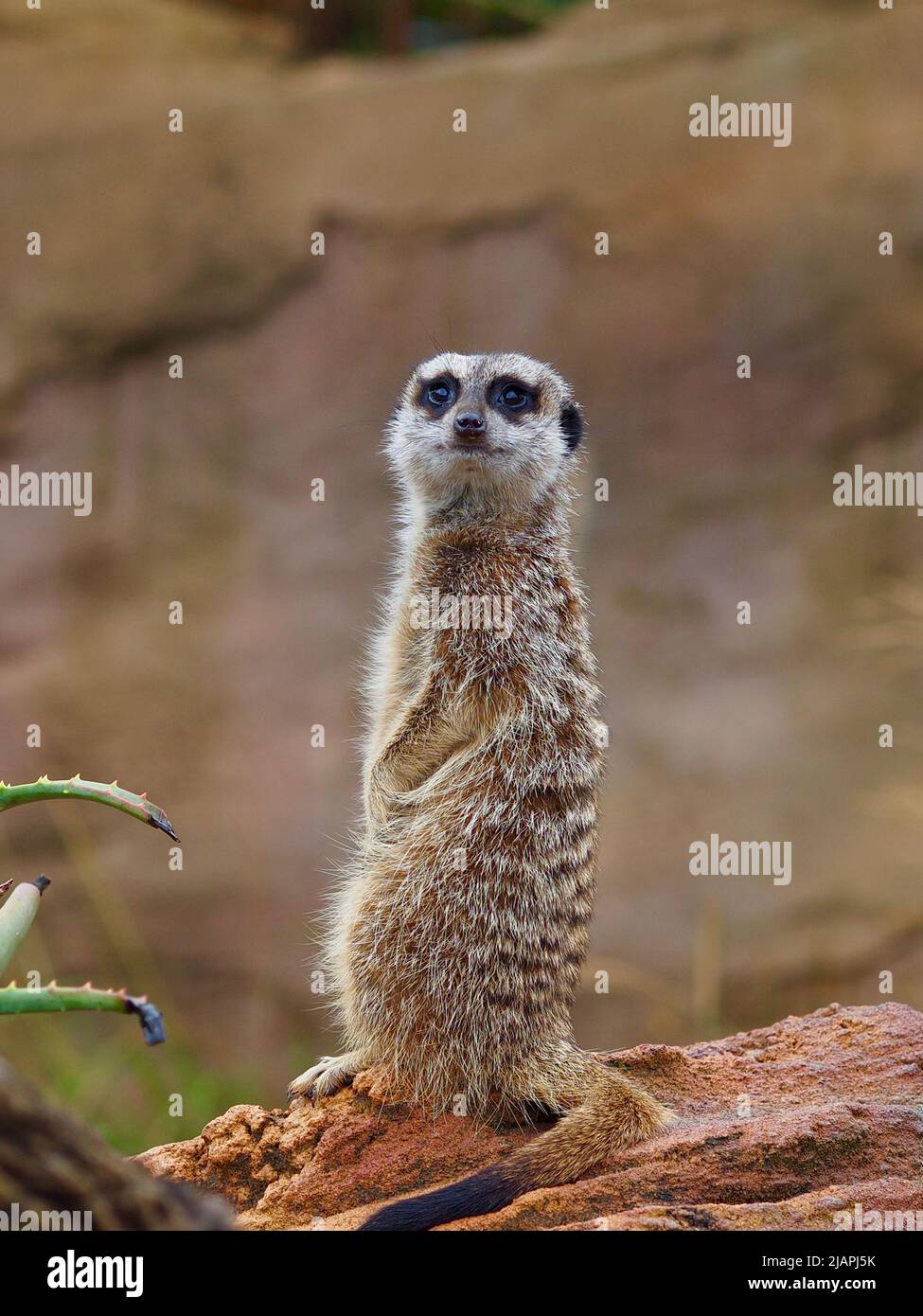 Attento Meerkat dagli occhi affilati, attento alla ricerca di pericolosi predatori. Foto Stock