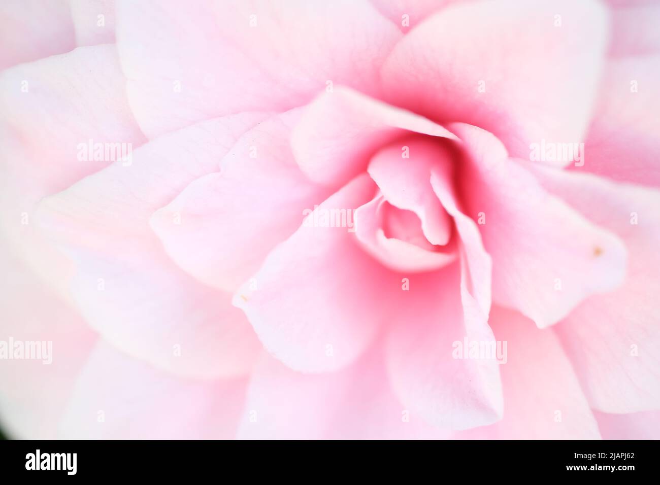 Sfondo rosa pastello sfumato petali di San Valentino Abstract sfondo rosa. Vista ravvicinata su petali rosa del fiore della viola come sfondo Foto Stock