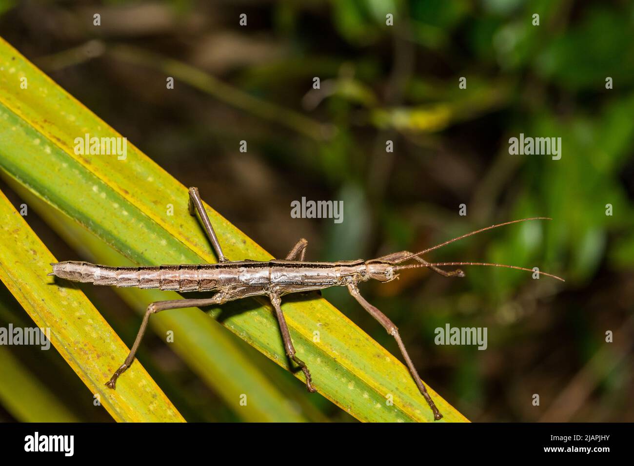 Bastone di Walkingstick a due righe del sud - buprestoides di Anisomorfa Foto Stock