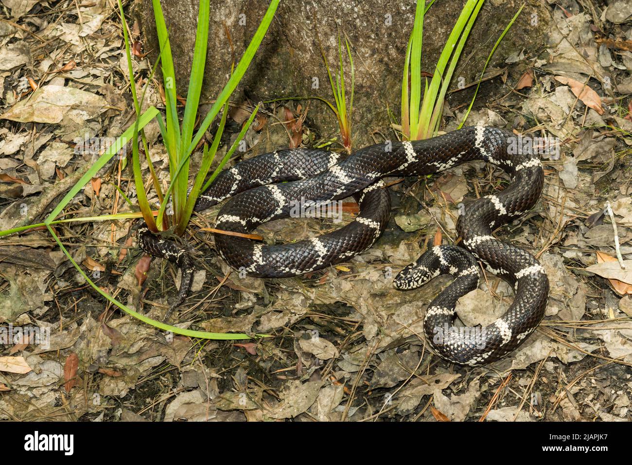 Kingsnake orientale - Lampropeltis getula Foto Stock