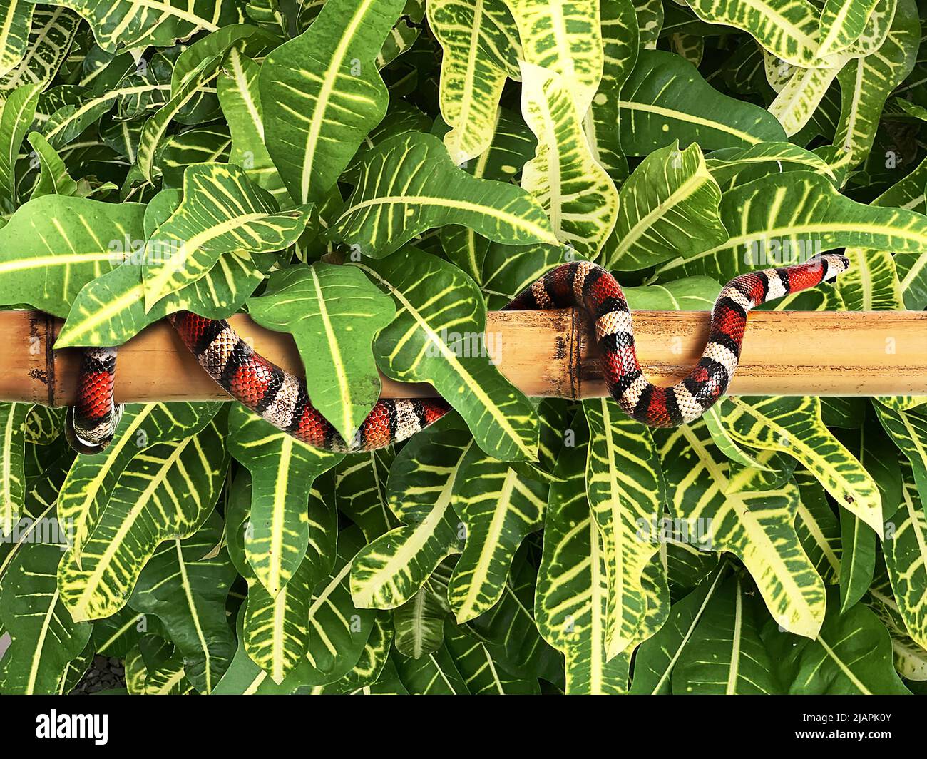 Serpente re rosso su bastone di bambù in giungle Foto Stock