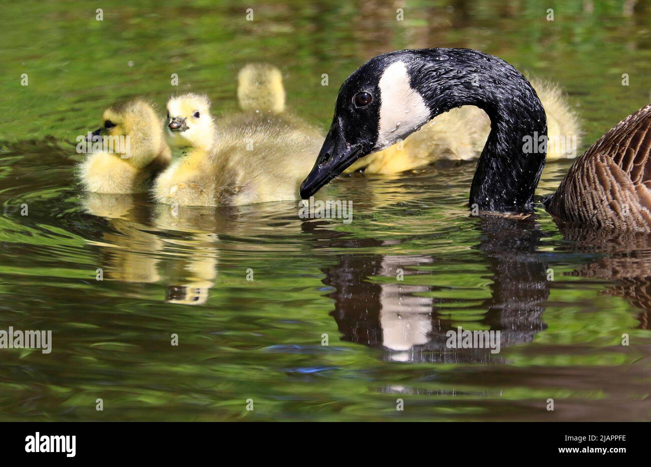 Madre Canada Goose e Babies nuotare sul lago con bei riflessi e primo piano verde Foto Stock