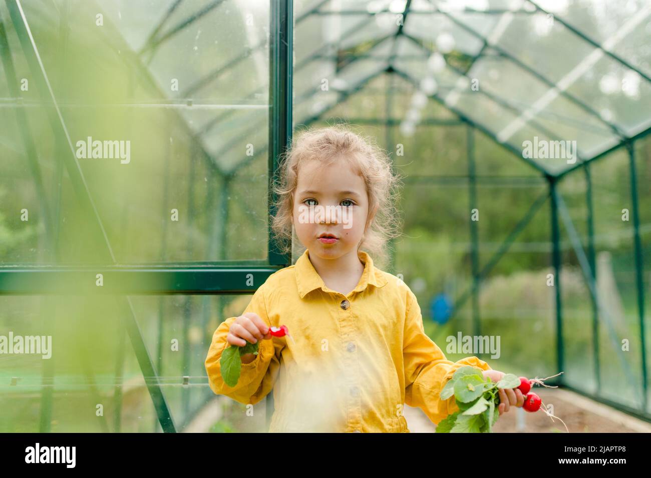 Bambina raccolta e degustazione di rafano biologico in serra ecologica in primavera, stile di vita sostenibile. Foto Stock