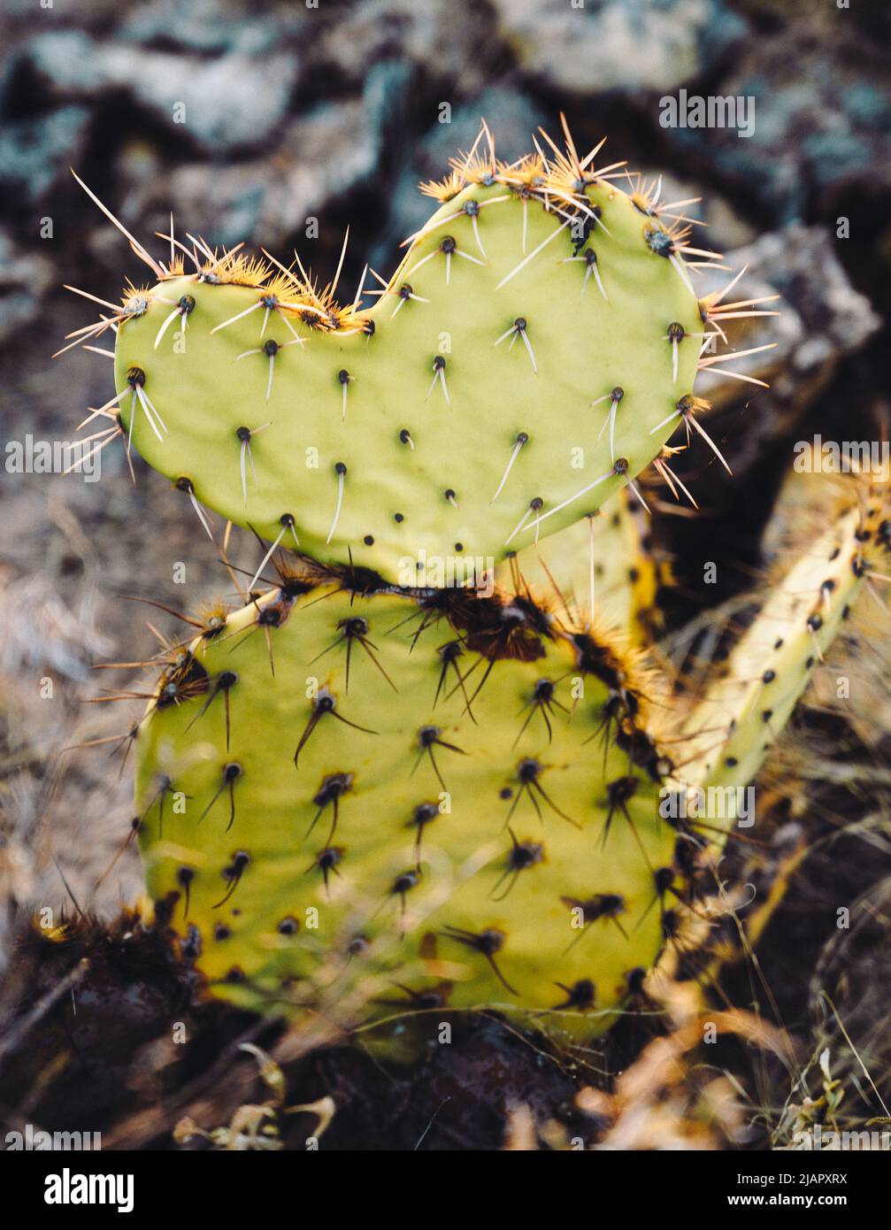 Cute cactus a forma di cuore, primo piano. Foto Stock