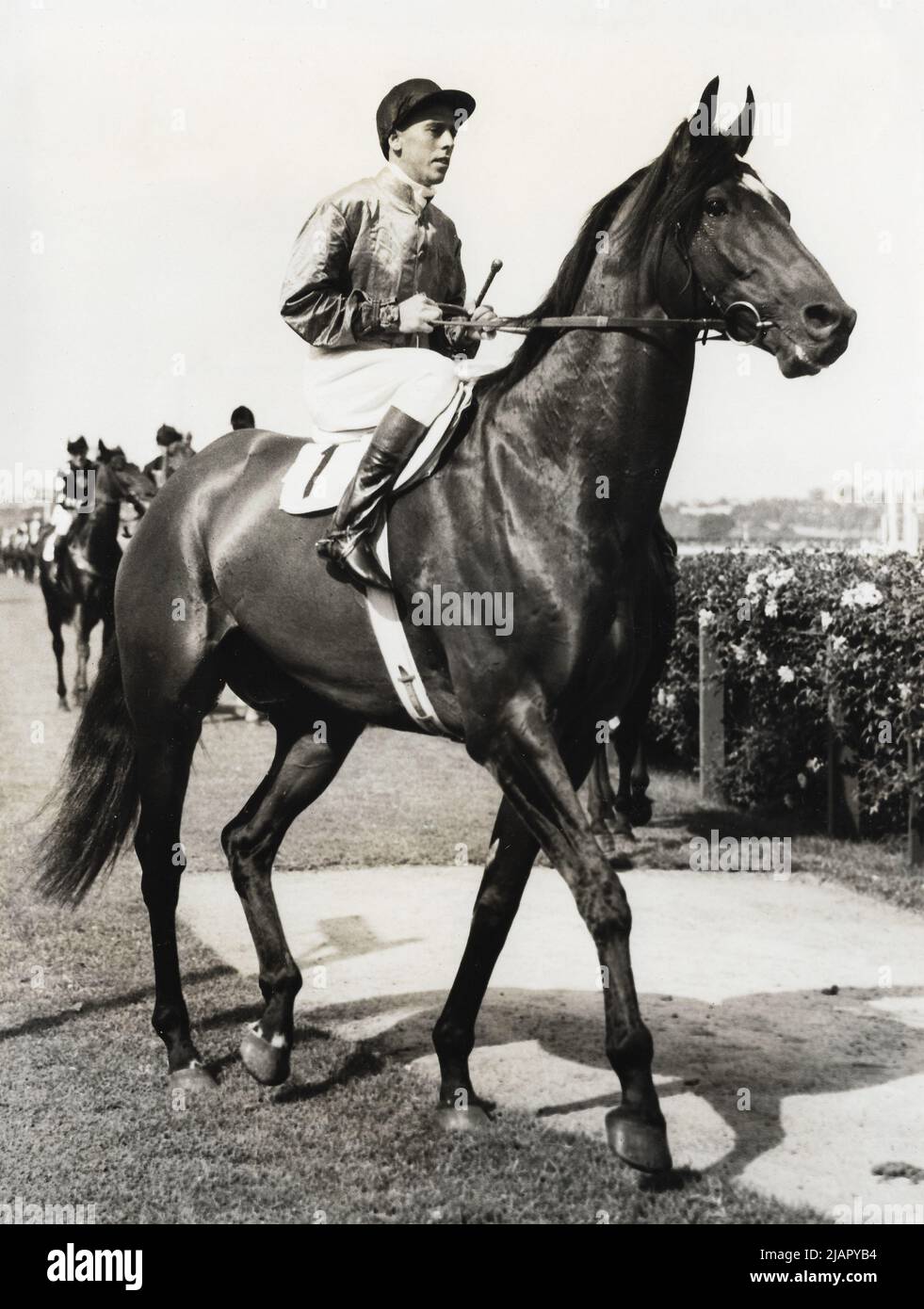 Bernborough 1946 VRC Newmarket handicap Flemington Racecourse Jockey Athol Mulley ca. 2 marzo 1946 Foto Stock