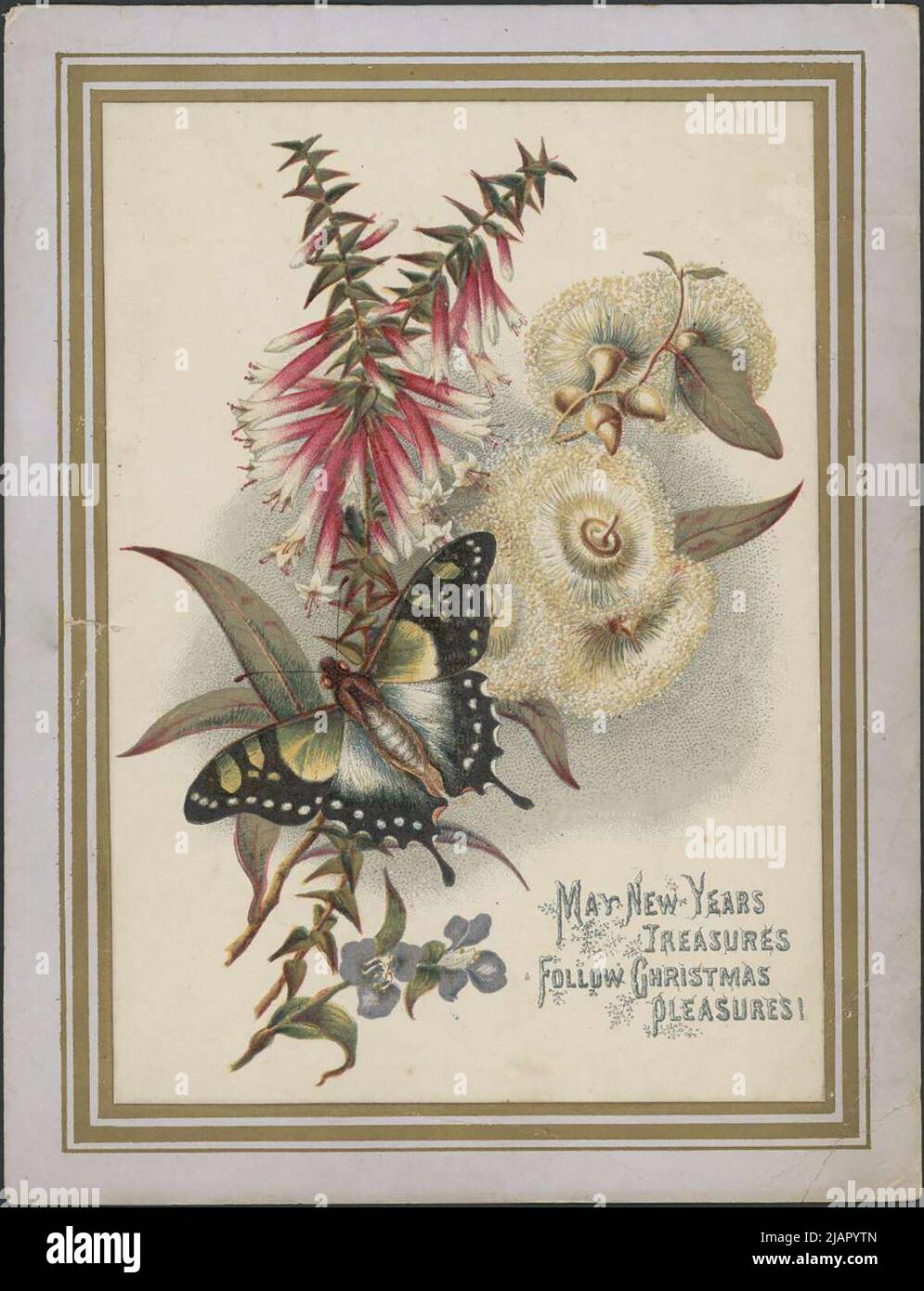 Biglietto di Natale con fiori selvatici australiani e una farfalla ca. 1881 Foto Stock