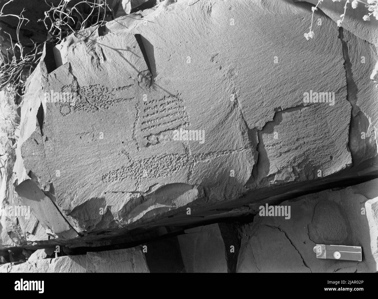 Sculture di roccia. Un quadro molto definito di una lucertola completamente 60cm lungo risalta audacemente (Deception Creek, Red Gorge, Flinders Ranges, South Australia) ca. 1905-1914 Foto Stock