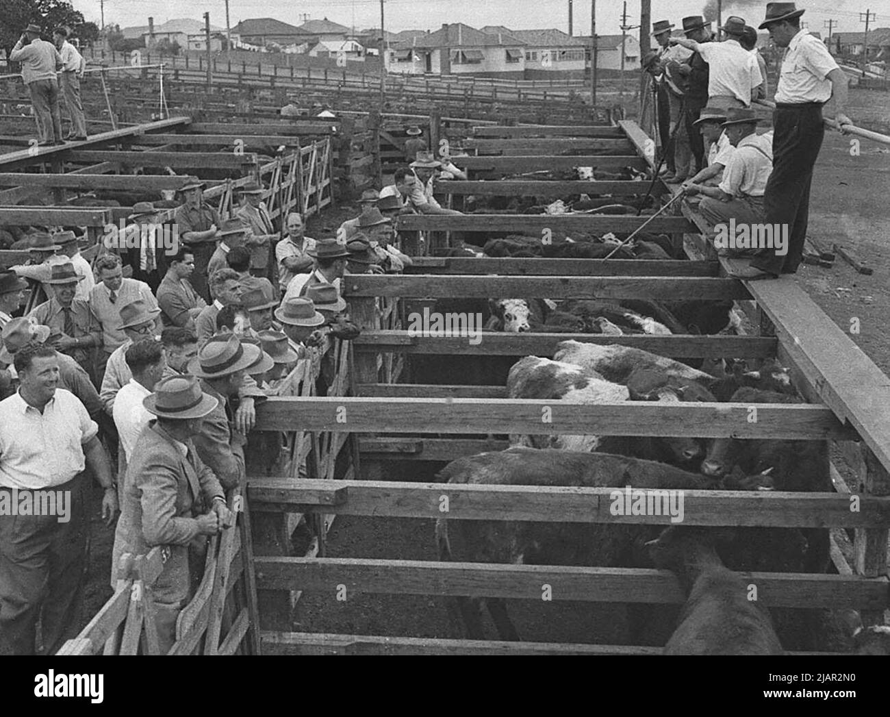 Gli uomini che fanno un'offerta sul bestiame alla vendita di bestiame di Waratah (Australia) ca. 1954 Foto Stock